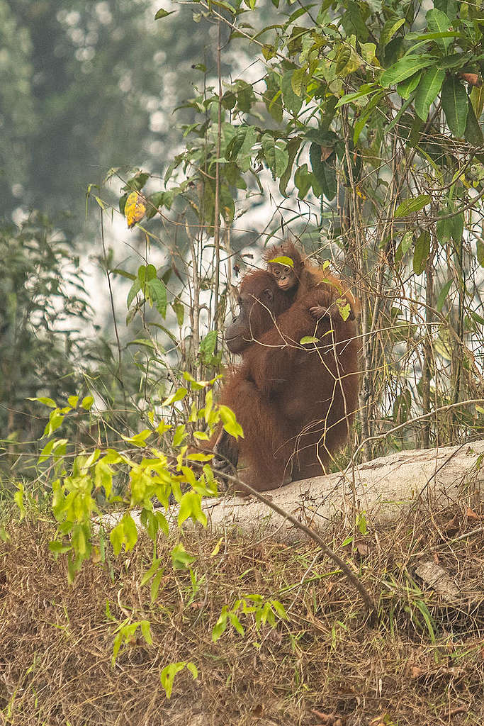 住在印尼的紅毛猩猩因人為大火失去棲地，甚至因濃煙而使生存飽受威脅。