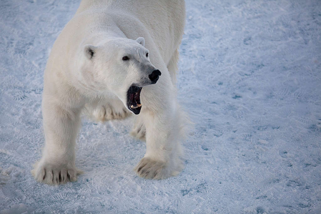 遠距離的愛最美 8個北極熊的小秘密 Greenpeace 綠色和平 臺灣