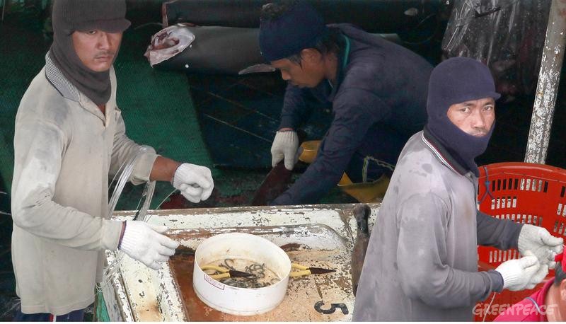 Shark Finning on Longliner