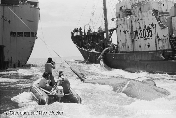 1975年，綠色和平成員出海反捕鯨。