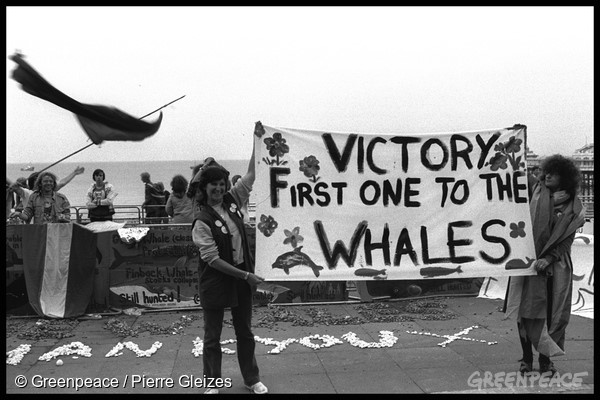 1982年，綠色和平反捕鯨行動終於獲得勝利。