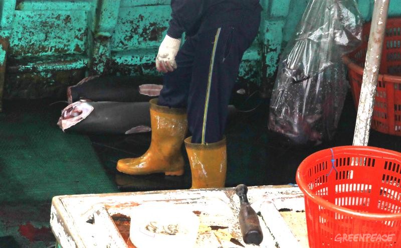 Shark Finning on Longliner