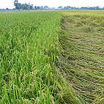SRI是System of Rice Intensification（水稻強化栽培系統）的簡稱：是一種以生態農業方法，改變管理作物、土壤、水分與養分，以增加水稻田的產量。