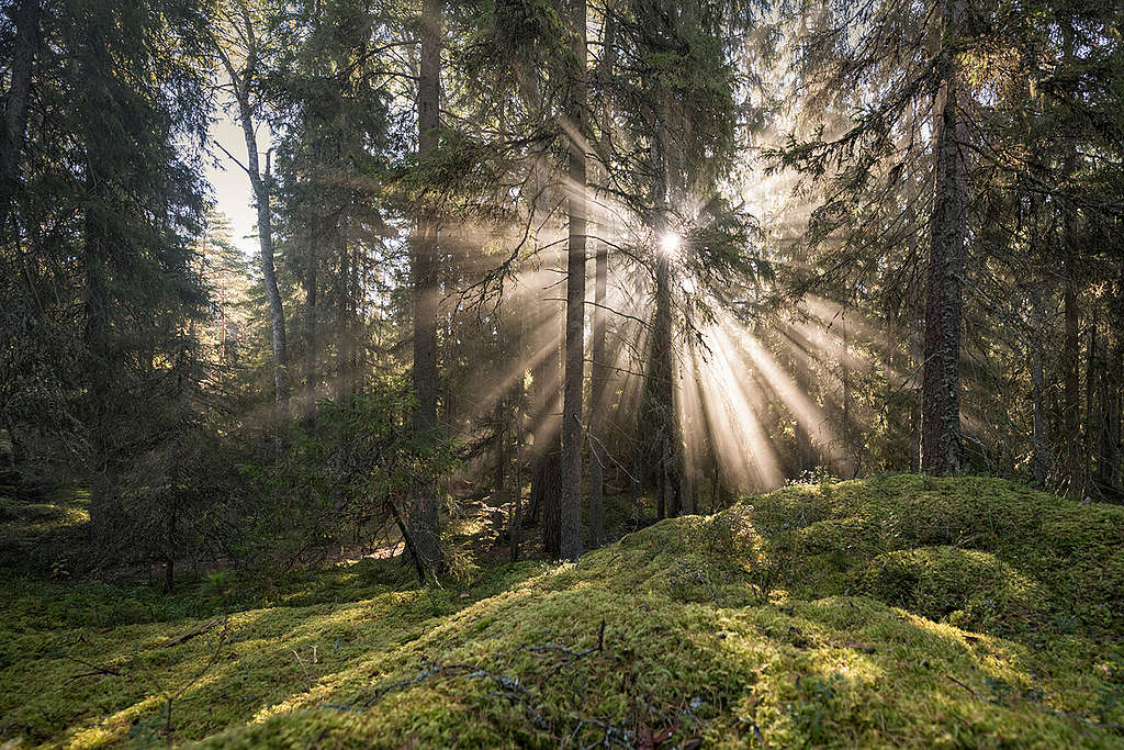 瑞典自然保護區Fiby Urskog，大部分的範圍都是未受破壞的森林。