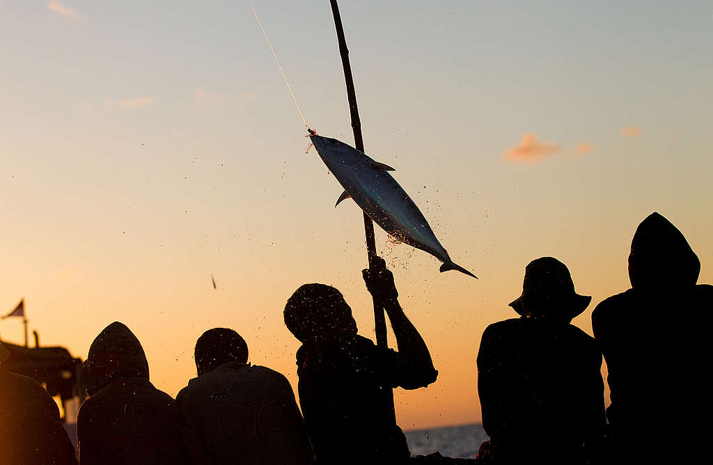印尼弗洛勒斯島（Flores，花島）的漁民，用釣竿和釣線捕鮪魚，這種方式對海洋長遠的永續性和發展有利。