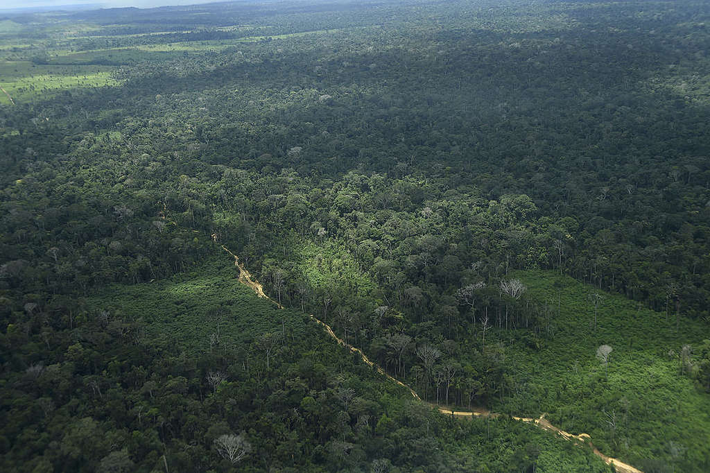 巴西亞馬遜的大片森林。