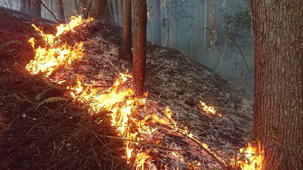 2019年五峰石鹿火災，林地上的枯枝、落葉、雜草等都是能引發火災的燃料。