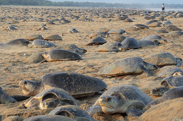 印度海岸上萬隻欖蠵龜在白天上岸產卵，蔚為壯觀。