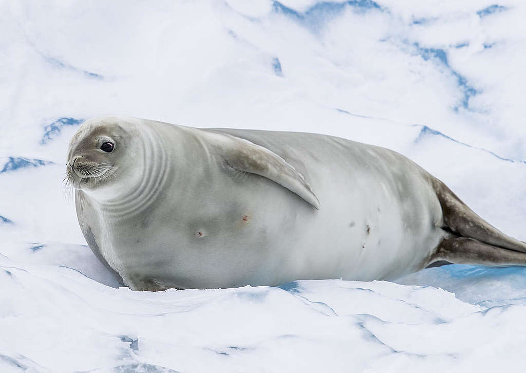 在南極天堂灣的晨曦中,食蟹海豹(crabeater seal)在冰上悠閒休息。