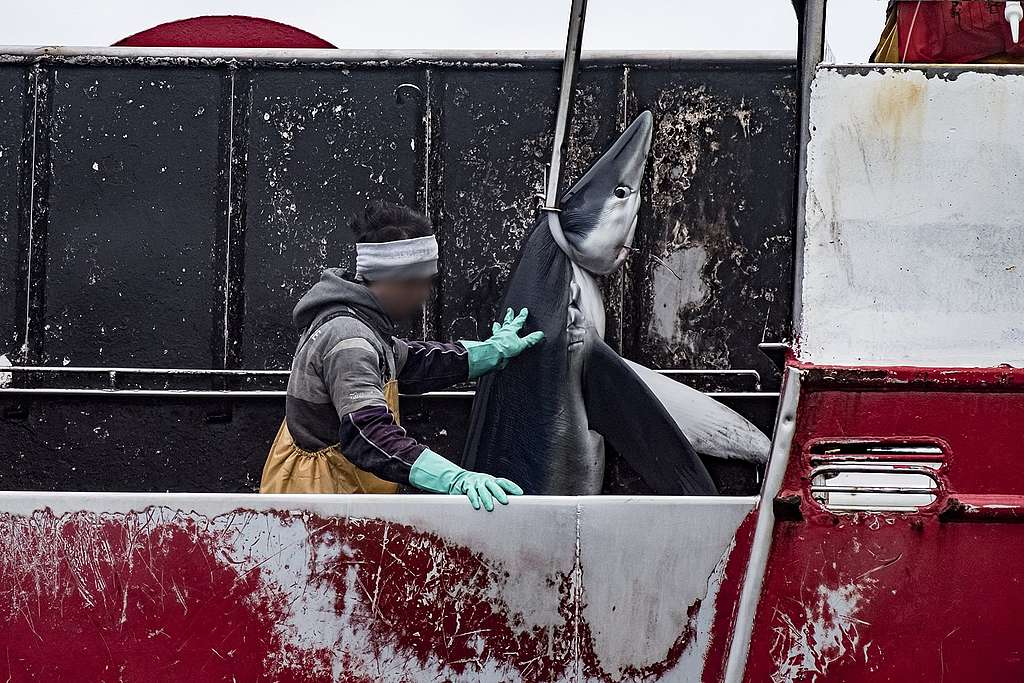 每年全球有上億隻鯊魚遭到人類獵殺。