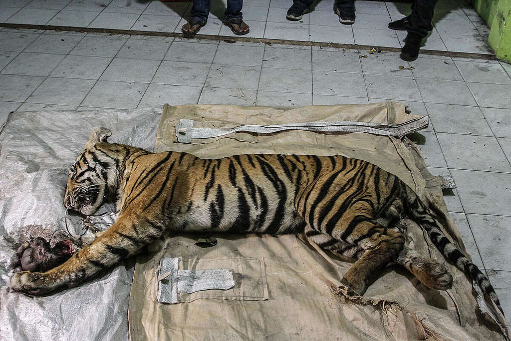 誤觸捕獸陷阱而受傷身亡的蘇門答臘虎。