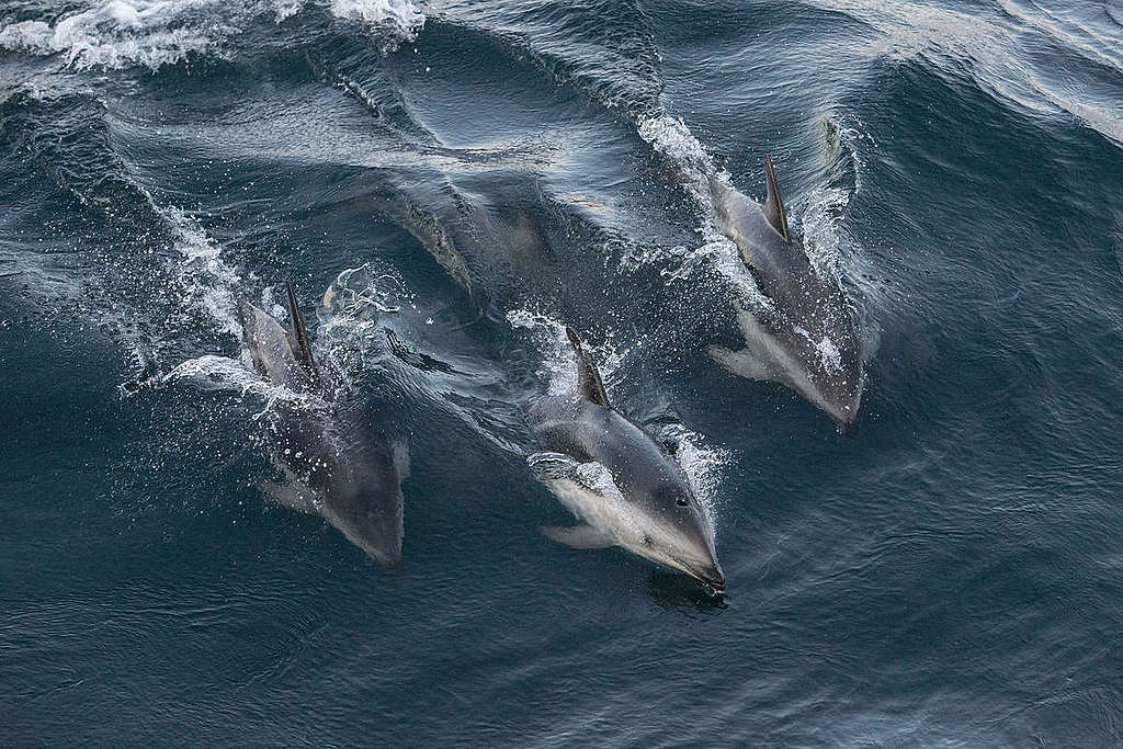 阿根廷海上的成群海豚，綠色和平推動保護海洋生態，設立全球海洋保護區。