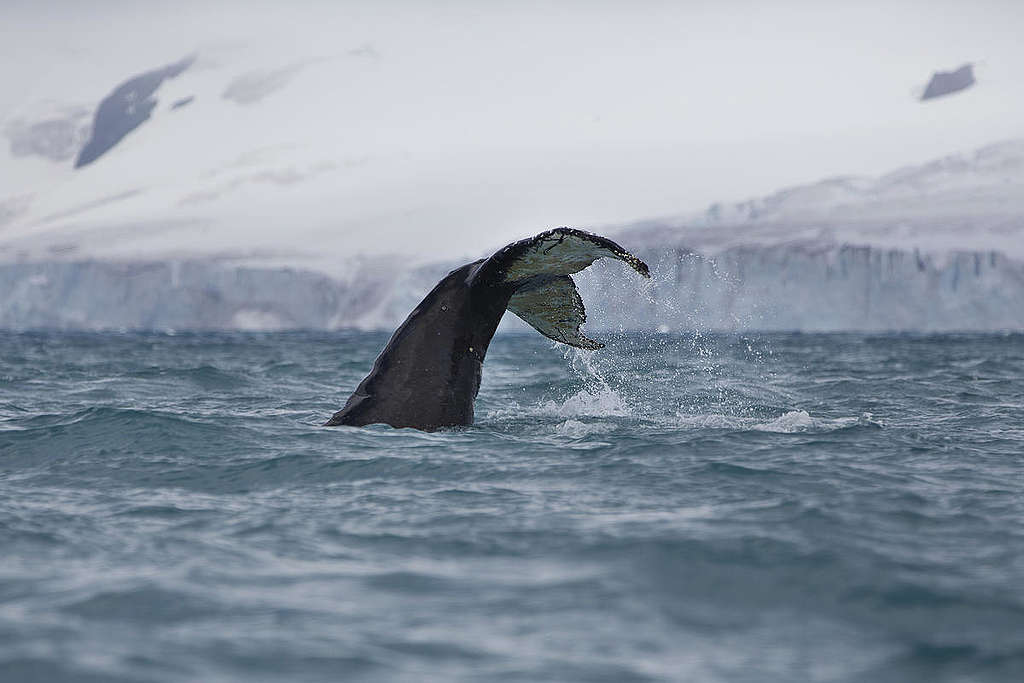 於南極半月島海上悠遊的座頭鯨。