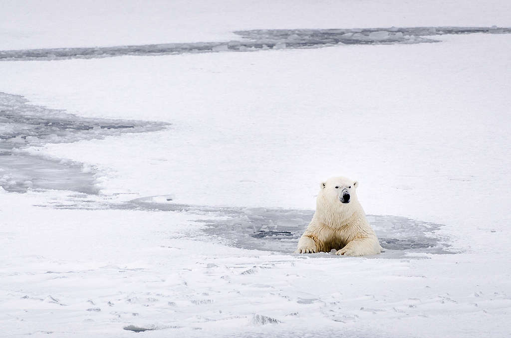 海冰快速消融，北極熊失去棲息和獵食必備的條件，生存逐漸困難。