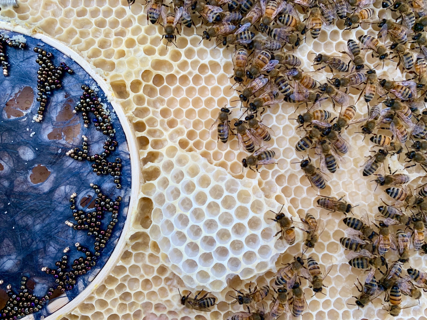 世界蜜蜂日】藝術家Ava Roth與蜂合作，創造世界最美蜂巢- Greenpeace 綠色和平| 臺灣