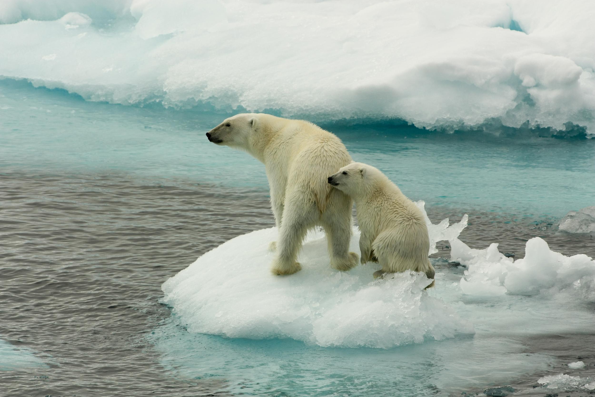 呆萌還是兇猛 極地霸主北極熊正等待即刻救援 Greenpeace 綠色和平 臺灣