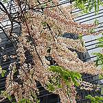 城市賞花．香港春花祭