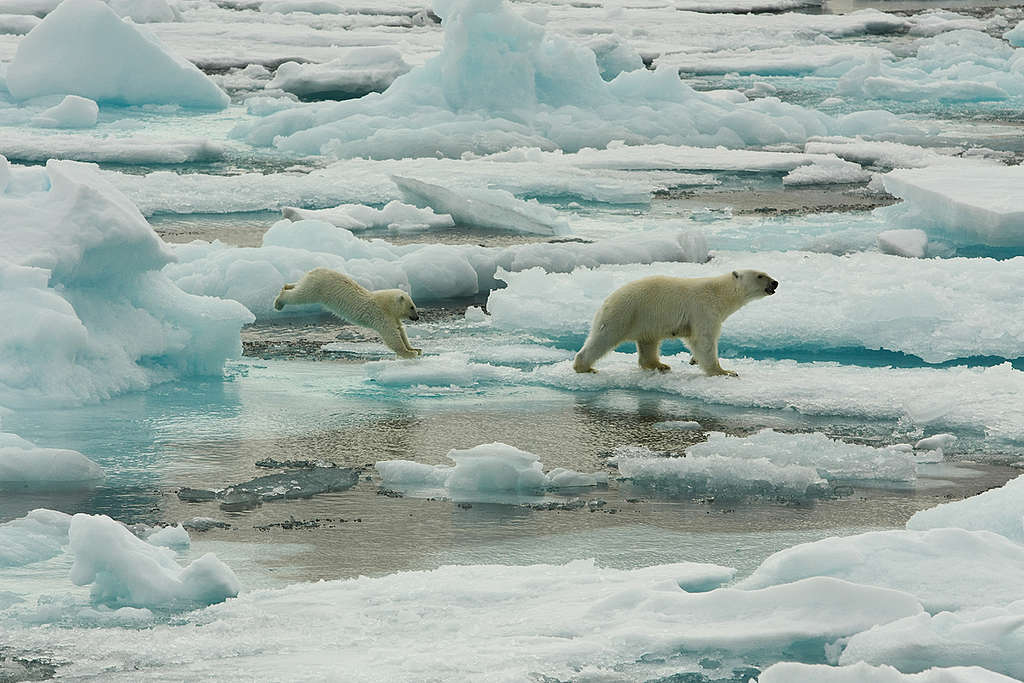 海冰下的藻類位於食物鏈底層，若藻類因海冰消融而消失，食物鏈頂端的北極熊也將無法生存。
