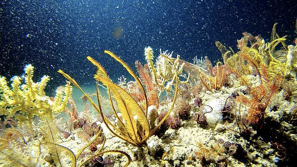 亞馬遜礁往下潛100公尺，拍攝到美麗的珊瑚礁。