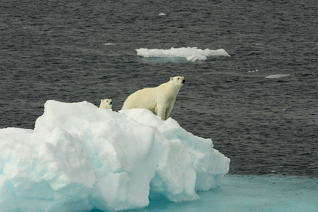 北極熊極度依賴海冰，並非人工浮臺能夠取代。