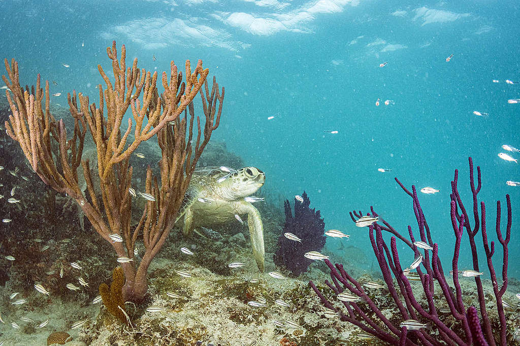 北大西洋馬尾藻海中的綠蠵龜，這裡是海龜的天堂，但塑膠污染進入海中，正影響著無數海洋生物的健康與安全。