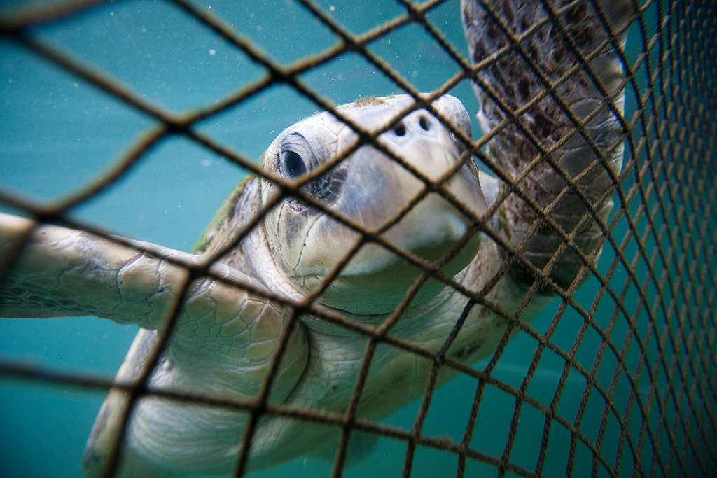 一隻欖蠵龜在養魚場的網子裡。