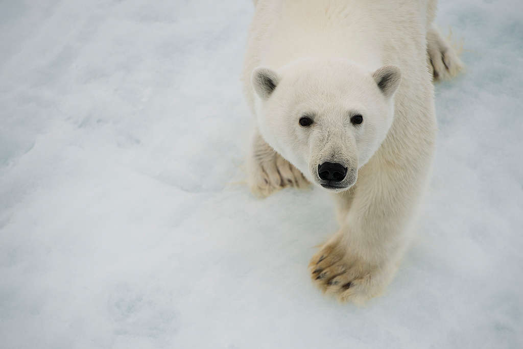 守護北極熊與極地的生態，需要您一起為牠們發聲，推動政府與企業做出改變。
