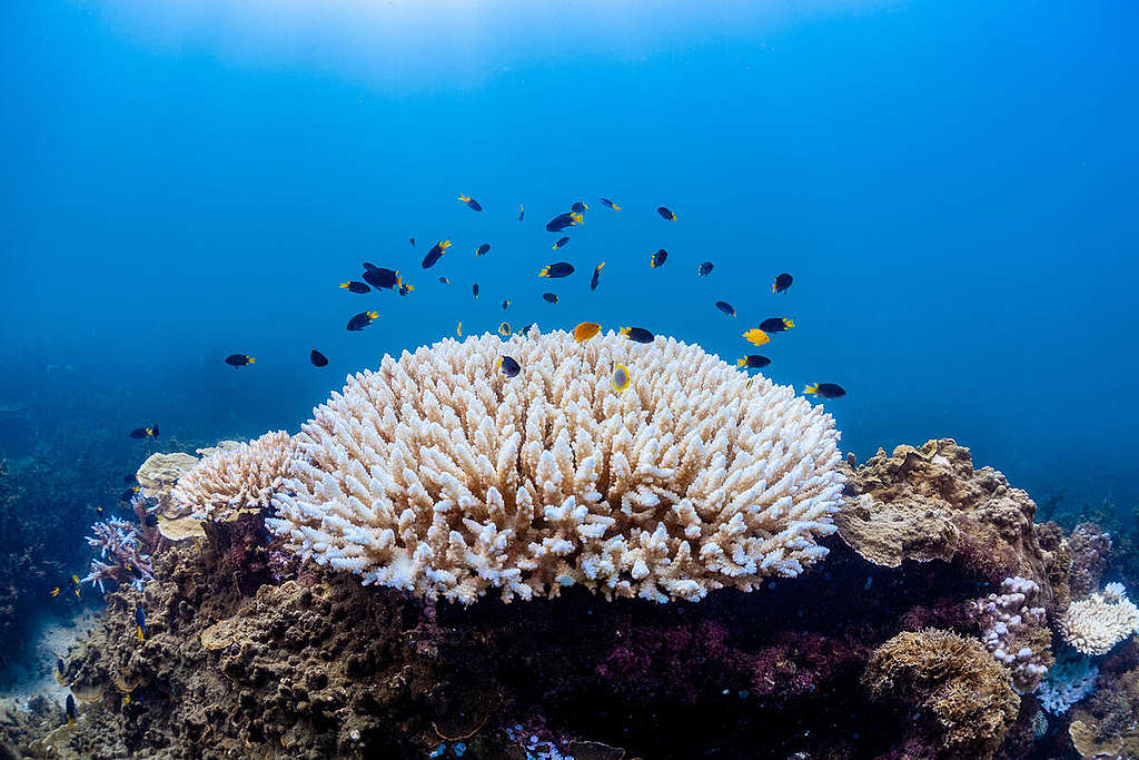 澳洲大堡礁的珊瑚礁白化，這是5年來的第3次。