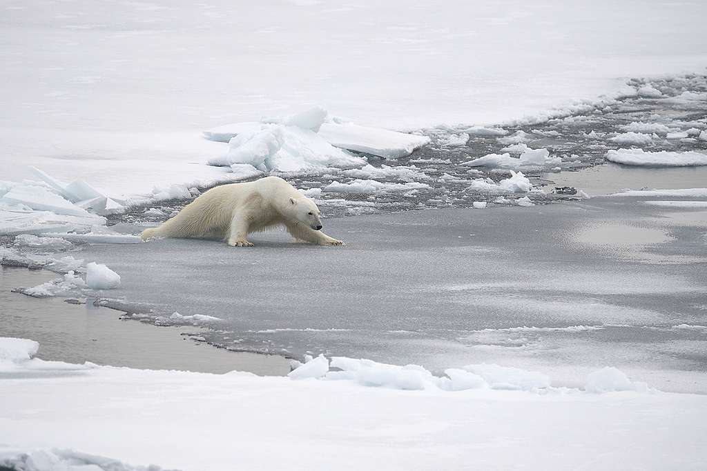 煤炭、石油等化石燃料，製造過量的二氧化碳排放，加劇全球暖化，使北極的海冰逐漸減少，生態也岌岌可危。