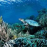 一隻玳瑁（hawksbill）暢遊於印尼科莫多國家公園的小島。玳瑁如今也被列為瀕危物種，急需保育。