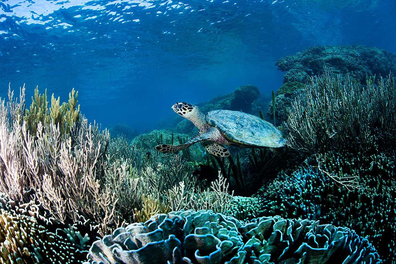 一隻玳瑁（hawksbill）暢遊於印尼科莫多國家公園的小島。玳瑁如今也被列為瀕危物種，急需保育。