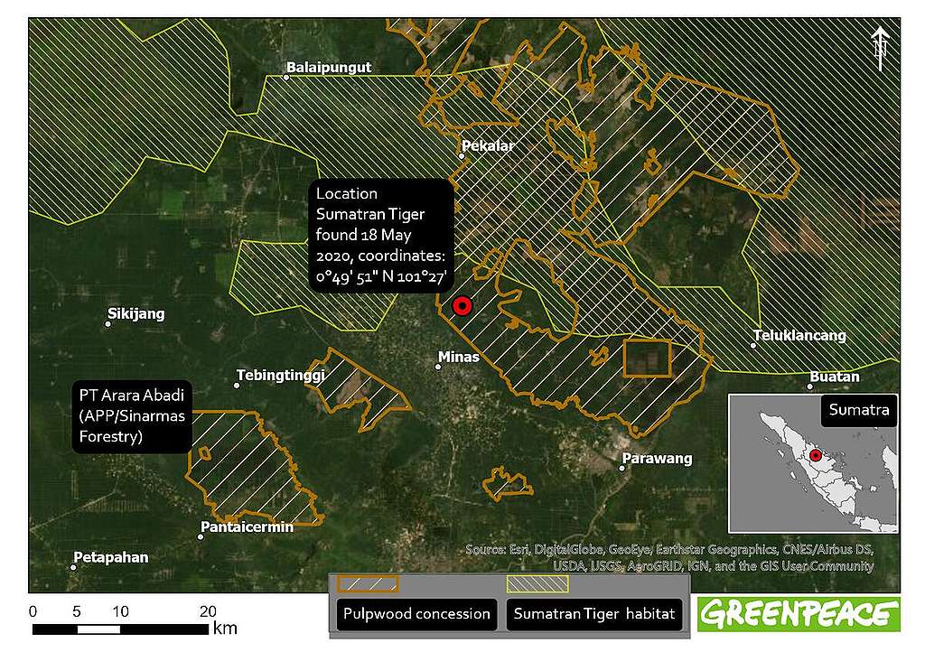 綠色和平調查並繪製地圖，標示出金光集團（Sinar Mas Group）旗下的亞洲紙漿和造紙公司「亞洲漿紙」（APP）紙漿特許經營地（橘色），與蘇門答臘虎棲息地（黃色），兩者之前有許多重疊之處。