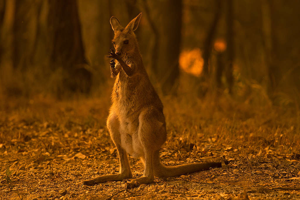 澳洲新南威爾斯州，逃離森林大火的小袋鼠。