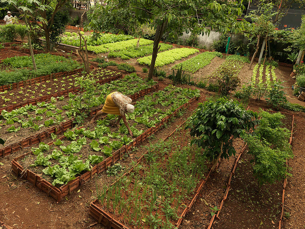 巴西聖保羅一處綠意盎然的都市菜園。