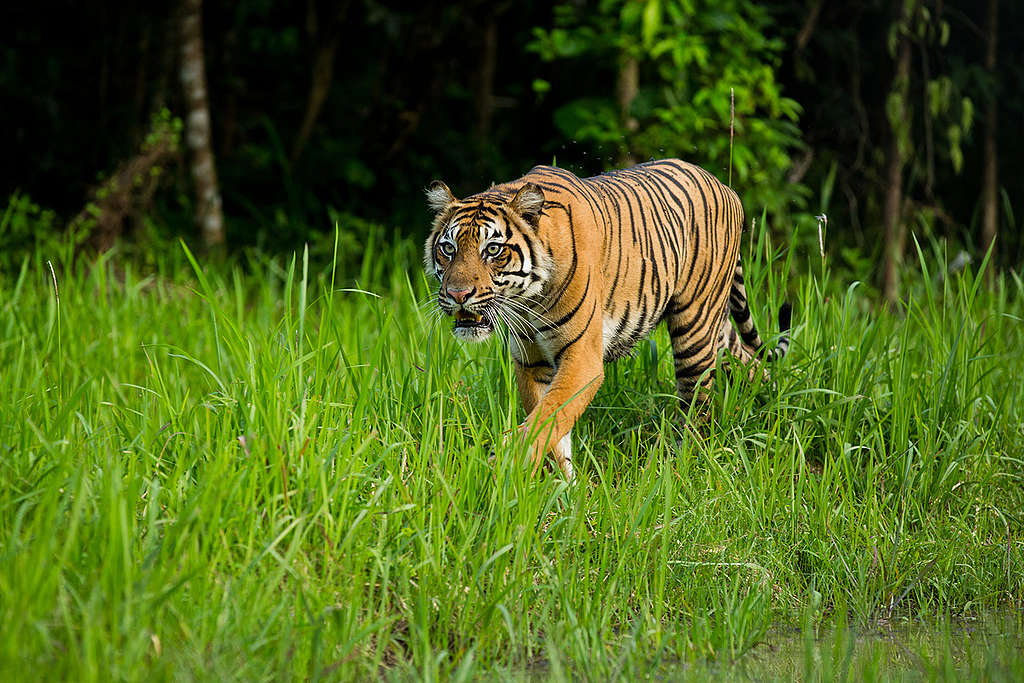 出現在印尼蘇門答臘野生動物自然保育中心的蘇門答臘虎。