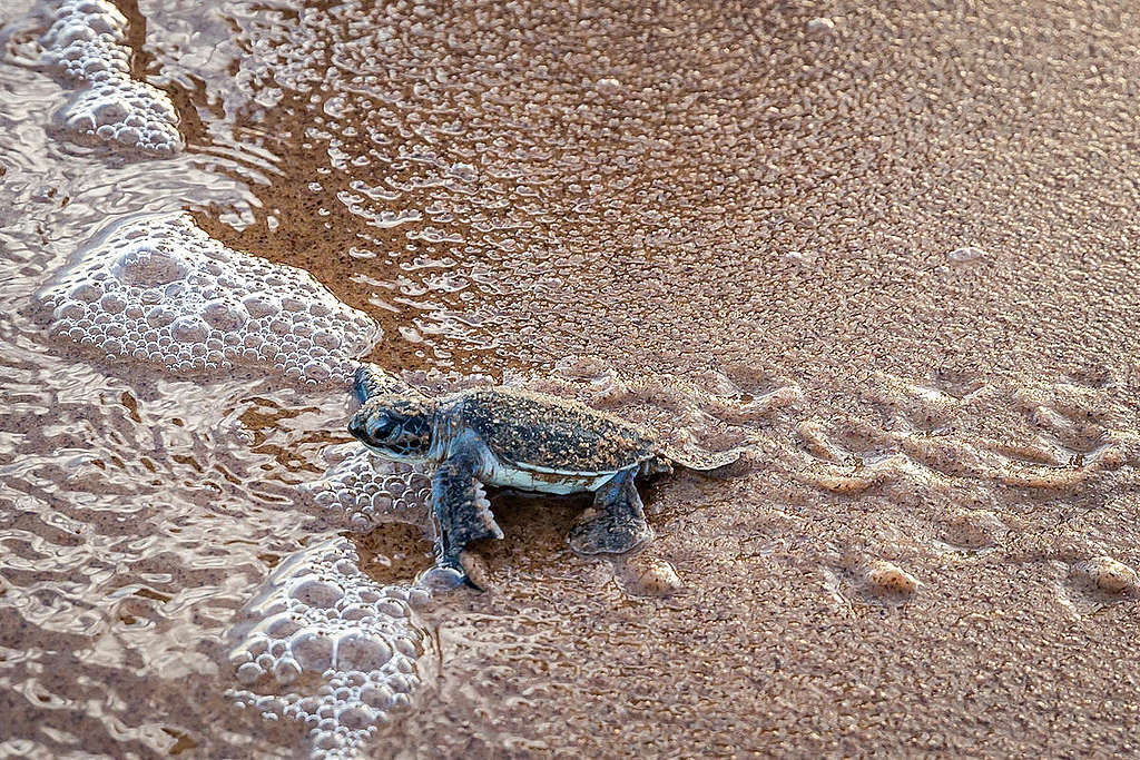 法屬圭亞那海灘上的稜皮龜寶寶。