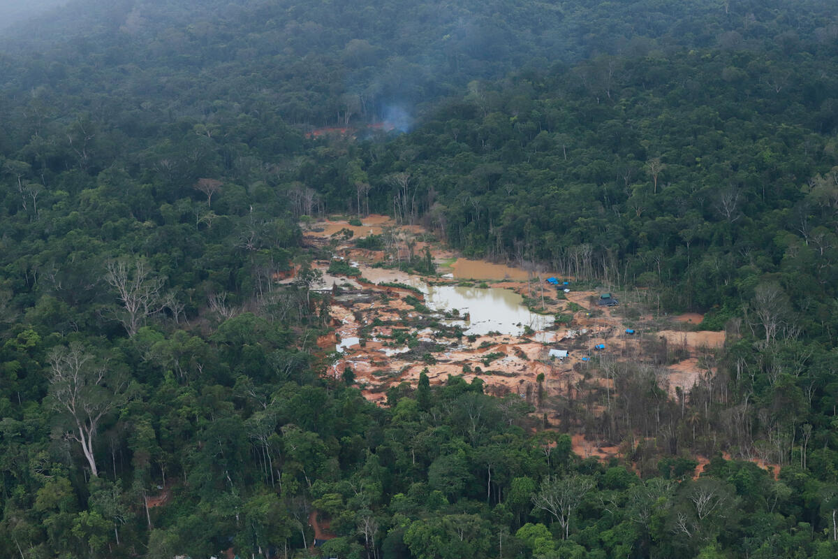 珍貴雨林被破壞，出現新疾病的風險就更高，如今疫情已蔓延至原住民部落。