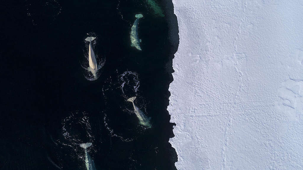 北極的白鯨。