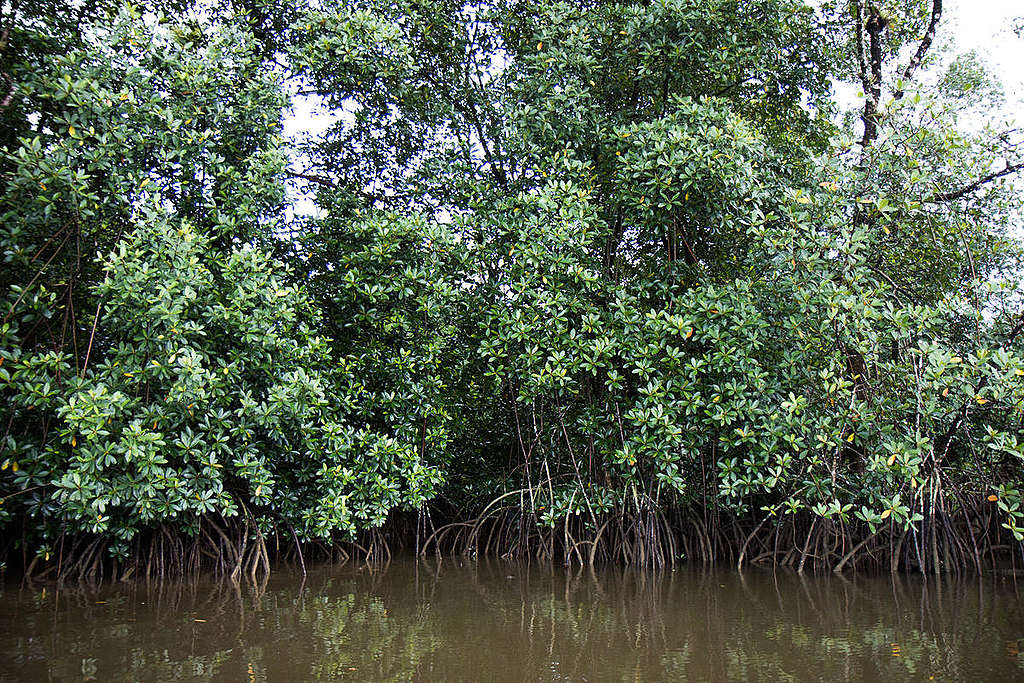 法屬圭亞那的紅樹林，有助於保護土地並能有效儲存二氧化碳。