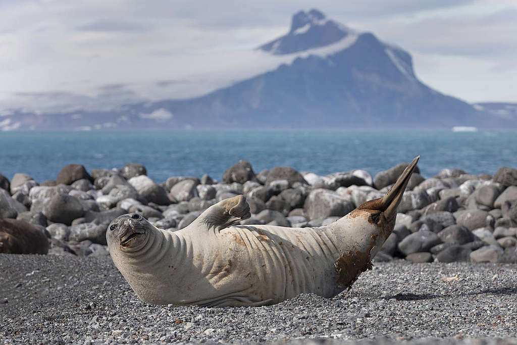 南極象島上的象鼻海豹。