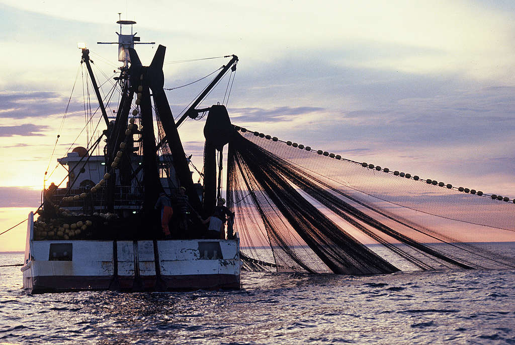 拖網捕魚對海洋生態造成嚴重破壞，卻在工業捕魚中大量使用。