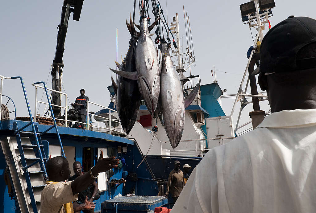 大型公司壟斷漁獲，甚至出現非法、未通報、未受規範的捕魚活動。