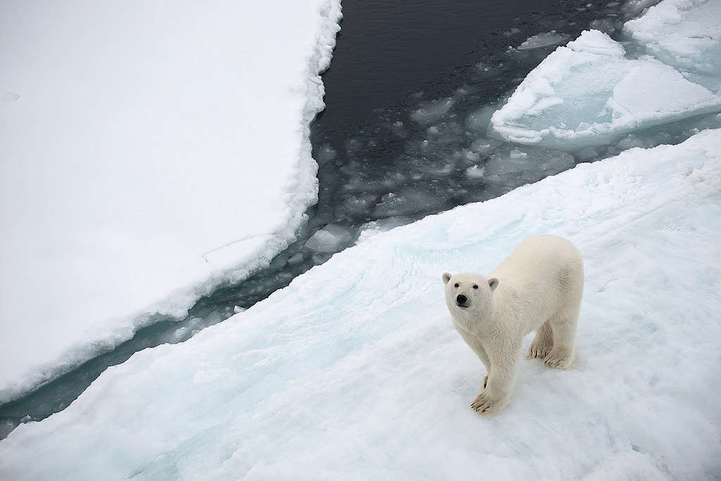 在2015年至2019年間，北極的冰川消融量比過去任何5年都要多，威脅當地生態的存活，更成為各國覬覦開發的標的。