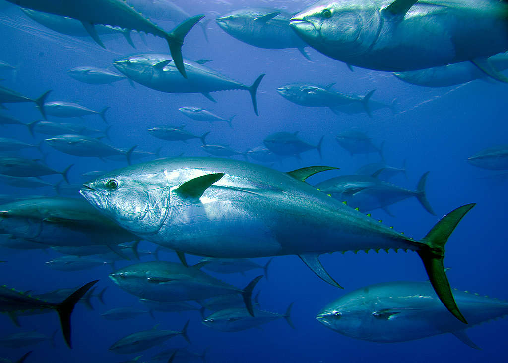 鮪魚體型巨大，因人類過度捕撈而成為脆弱物種。