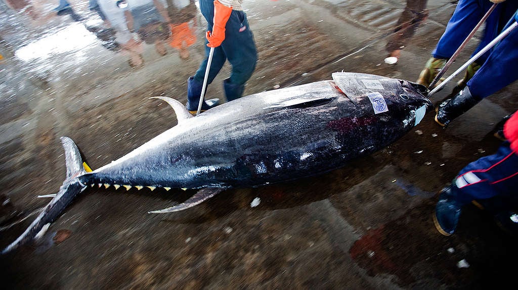 臺灣東港鮪魚季是許多饕客大啖黑鮪魚的時刻。