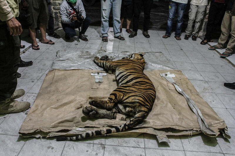 2020年5月18日，一頭誤觸捕獸陷阱而受傷身亡的蘇門答臘虎，陳屍在印尼廖內市自然資源保護局（BKSDA）辦事處。