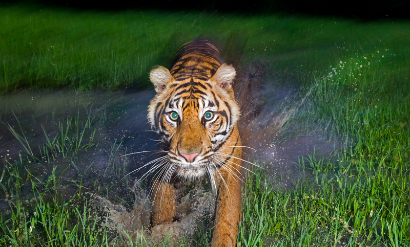 在南武吉巴里森國家公園內，坦布林野生生物自然保護營救中心看到的半野生的蘇門答臘虎（Panthera Tigris Sumatrae）。