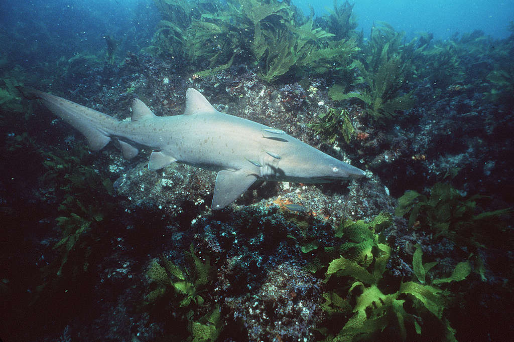 沙虎鯊(Sand Tiger shark)