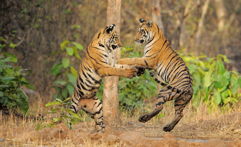 位於印度塔多巴保護區的老虎。