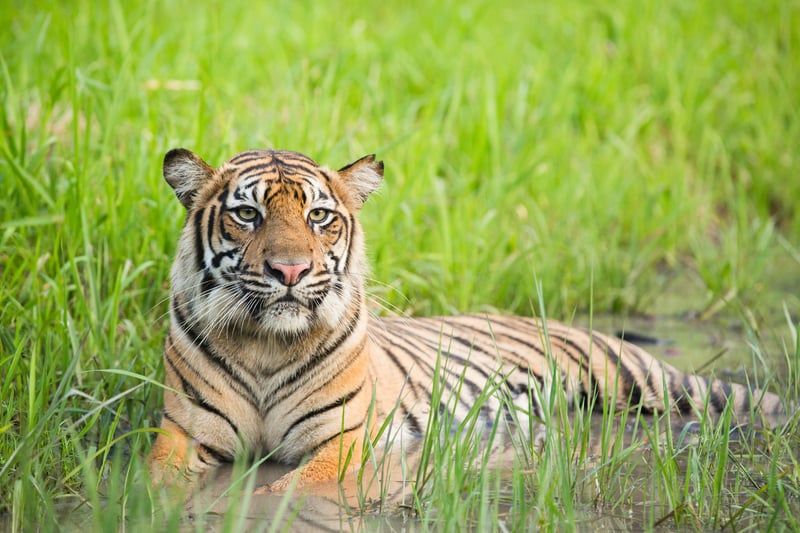 世界上僅剩不到600隻蘇門答臘虎（Panthera Tigris Sumatrae）
